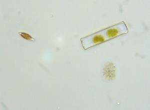 P1090939-1_1.jpg