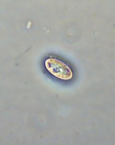 P1090982-1_1.jpg