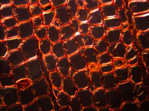 Cork_20x_Refl_DF.jpg