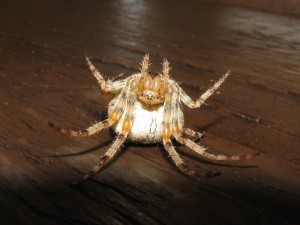 IMG_8814.jpg