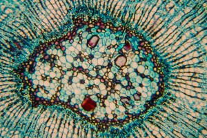 Stem_5D_MkII.jpg