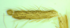 P1100157-1_1.jpg