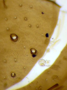 P1100196-1_1.jpg