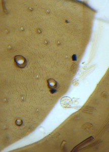P1100192-1_1.jpg
