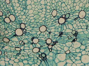 Carrot_Stem_10x.jpg