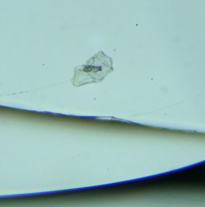 P1100218-1_1.jpg