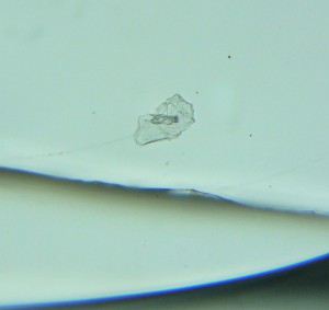 P1100210-1_1.jpg