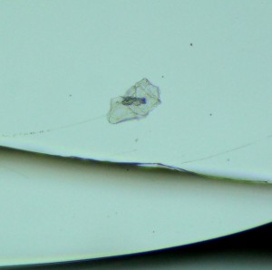 P1100217-1_1.jpg