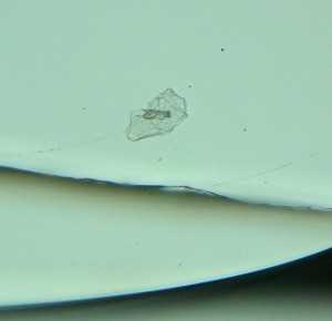 P1100212-1_1.jpg