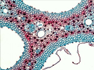 Lotus_Root_5x.jpg