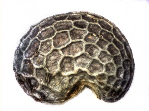 Poppy_Seed2_64f_5x_DF.jpg