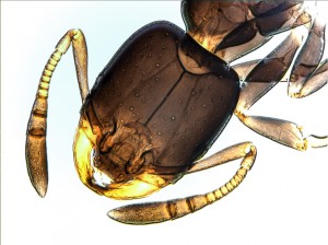 Ant_32f_10x.jpg
