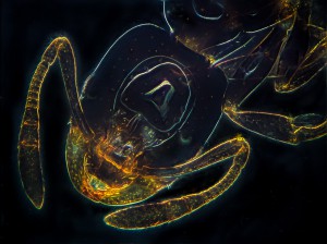 Ant_32f_10x_DF.jpg