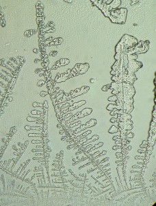 P1100264-1_1.jpg