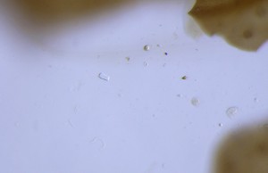 P1100265-1_1.jpg