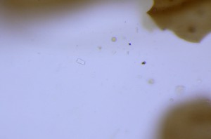 P1100268-1_1.jpg
