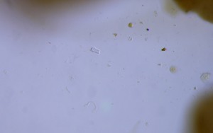 P1100269-1_1.jpg