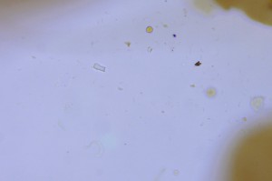 P1100270-1_1.jpg