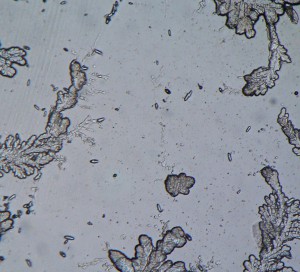 P1100372-1_1.jpg