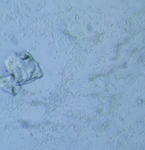 P1100394-1_1.jpg
