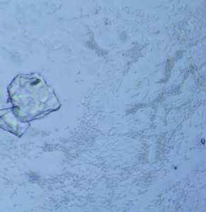 P1100395-1_1.jpg