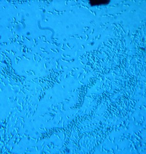 P1100406-1_1.jpg