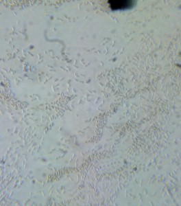 P1100407-1_1.jpg