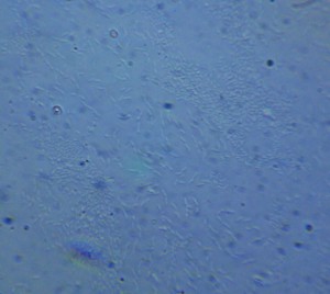 P1100426-1_1.jpg