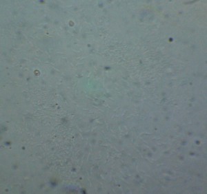 P1100427-1_1.jpg