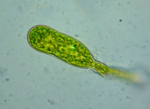 P1100418-1_1.jpg