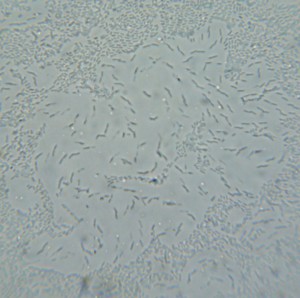 P1100446-1_1.jpg