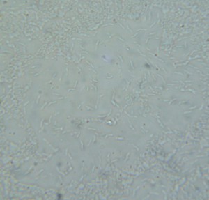 P1100445-1_1.jpg