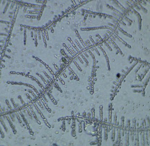 P1100495-1_1.jpg