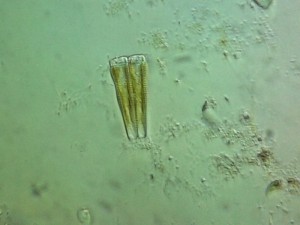 Gomphonema acuminatum.jpg
