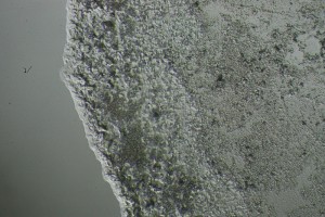 IMG_0484.jpg-1.jpg
