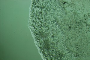 DSC_1680.jpg-1.jpg