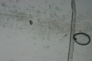 IMG_0500.jpg-1.jpg