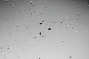 IMG_0489.jpg-1.jpg