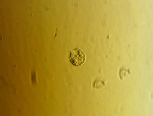 P1110093-1_1.jpg