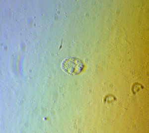 P1110113-1_1.jpg