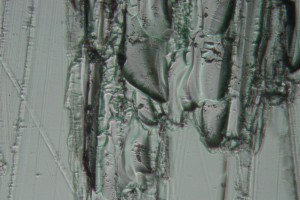 IMG_0568.jpg1.jpg