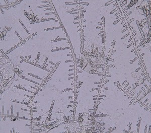 P1110263-1_1.jpg