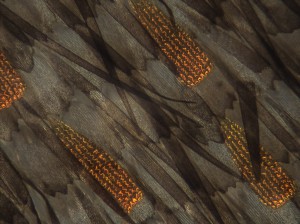 Butterfly_Wing_20x_1s.jpg
