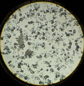 P1110427_1.jpg