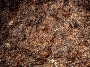 Coffee_Bean_5x_30f_350ms.jpg