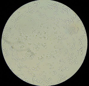 P1110450_1.jpg