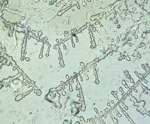 P1110665-1_1.jpg