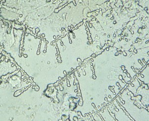 P1110657-1_1.jpg