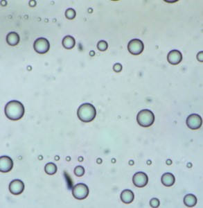 P1110699-1_1.jpg