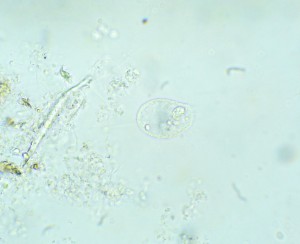 P1110787-1_1.jpg